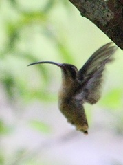 Phaethornis syrmatophorus