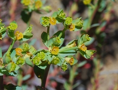 Euphorbia lurida