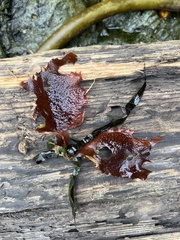Chondracanthus exasperatus