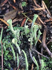Cladonia fimbriata