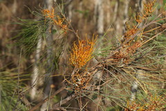 Grevillea pteridifolia