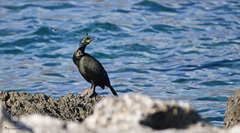 Gulosus aristotelis desmarestii