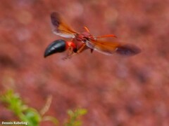 Delta dimidiatipenne