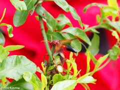Delta dimidiatipenne