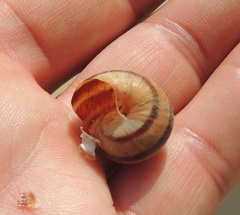 Helix albescens