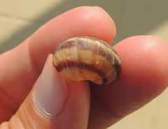 Helix albescens
