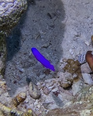 Pseudochromis fridmani