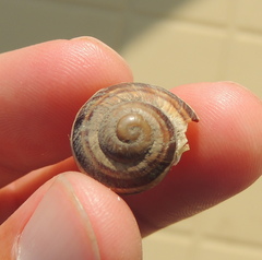 Helix albescens
