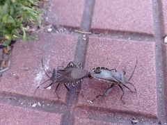 Pachylis argentinus
