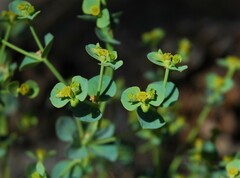 Euphorbia lurida