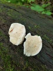 Sarcoporia longitubulata