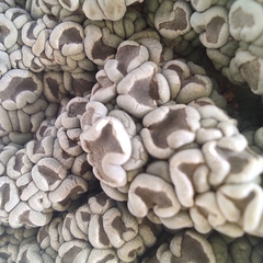 Rhizoplaca subdiscrepans