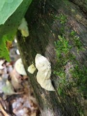 Sarcoporia longitubulata