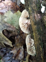 Sarcoporia longitubulata