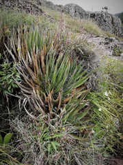 Agave filifera