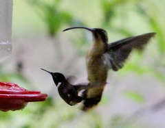 Phaethornis syrmatophorus