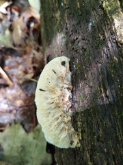 Sarcoporia longitubulata