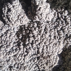 Rhizoplaca subdiscrepans