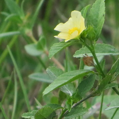 Sida ulmifolia