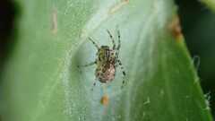 Theridiidae