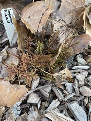 Penstemon pinifolius