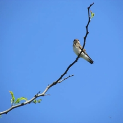 Alopochelidon fucata