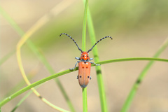 Tetraopes annulatus