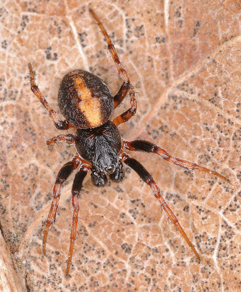 Cercidia