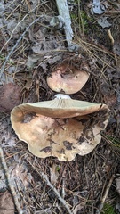 Russula densifolia