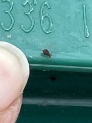 Dicyrtomidae