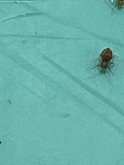 Dicyrtomidae