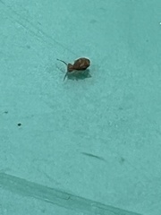Dicyrtomidae
