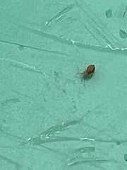 Dicyrtomidae