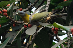 Treron phoenicopterus