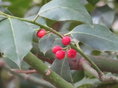 Ilex aquifolium