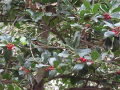 Ilex aquifolium