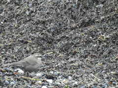 Cinclodes patagonicus