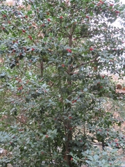 Ilex aquifolium