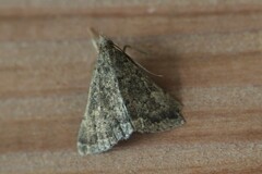 Hypenula cacuminalis