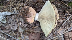 Russula densifolia