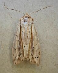 Ichneutica semivittata