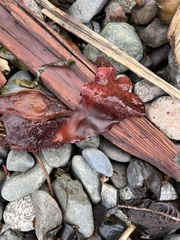 Chondracanthus exasperatus