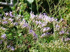 Limonium scabrum
