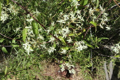 Clematis microphylla
