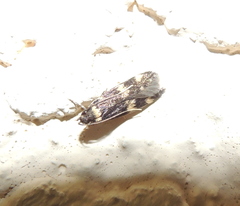 Oegoconia