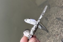 Notropis atherinoides