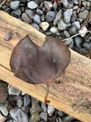 Phylloscypha phyllogena