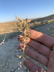 Tetradymia nuttallii
