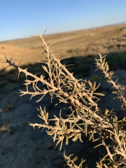 Tetradymia nuttallii