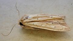 Ichneutica semivittata